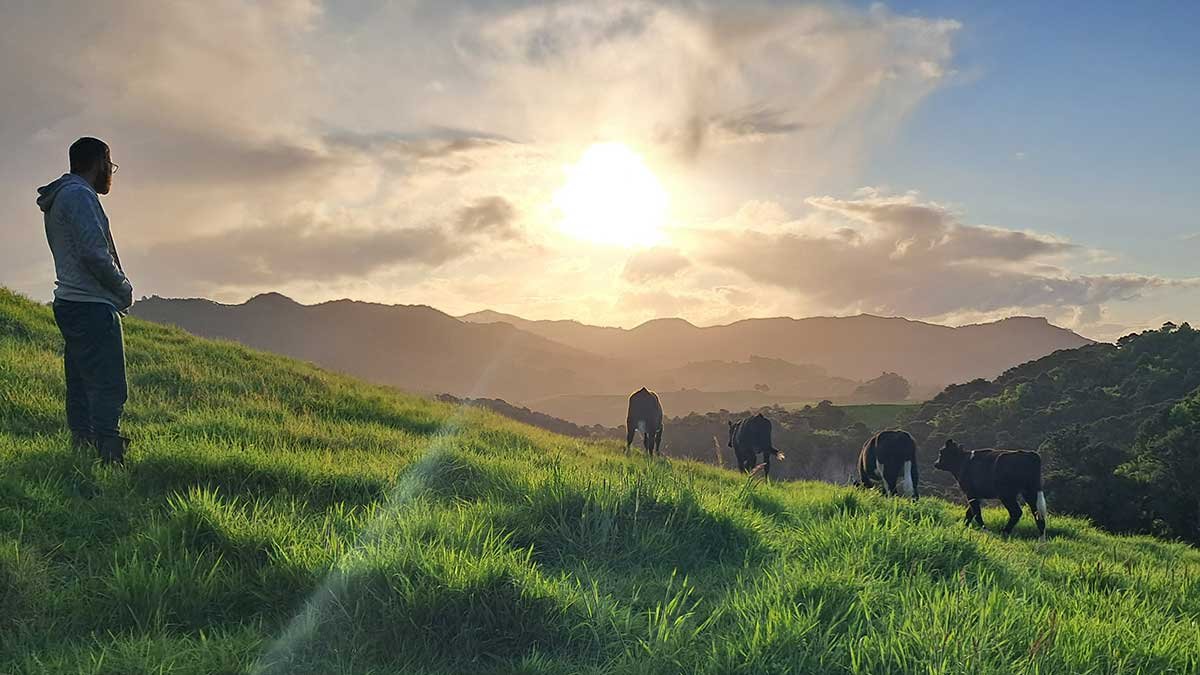 Four of the five cows, plus Richard, entering the paddock as the sun sets