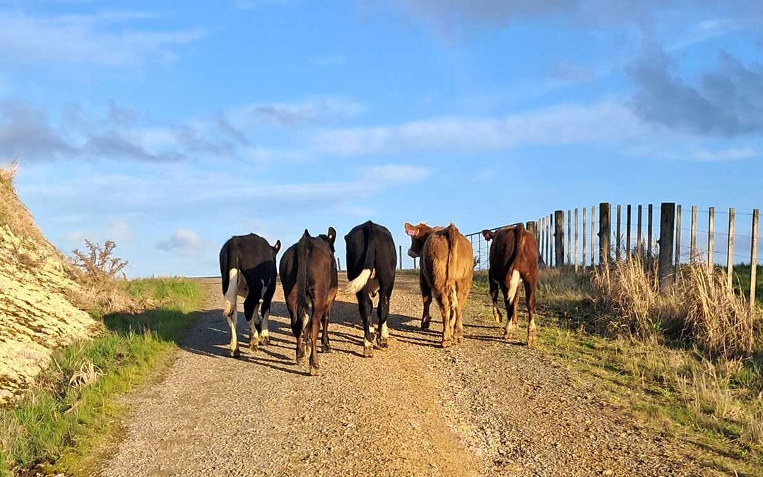 Five cows from behind walking up a hill on a gravel road