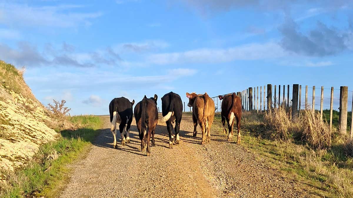 Five cows from behind walking up a hill on a gravel road