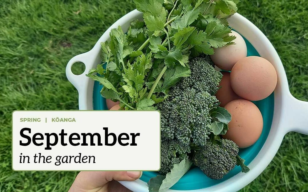 September in the garden