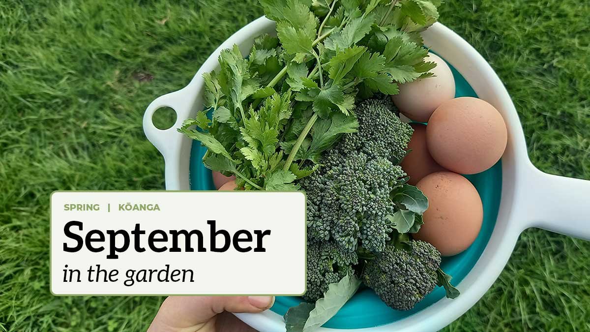September in the garden A collander filled with eggs, cilantro, and broccoli with the text "September in the garden".