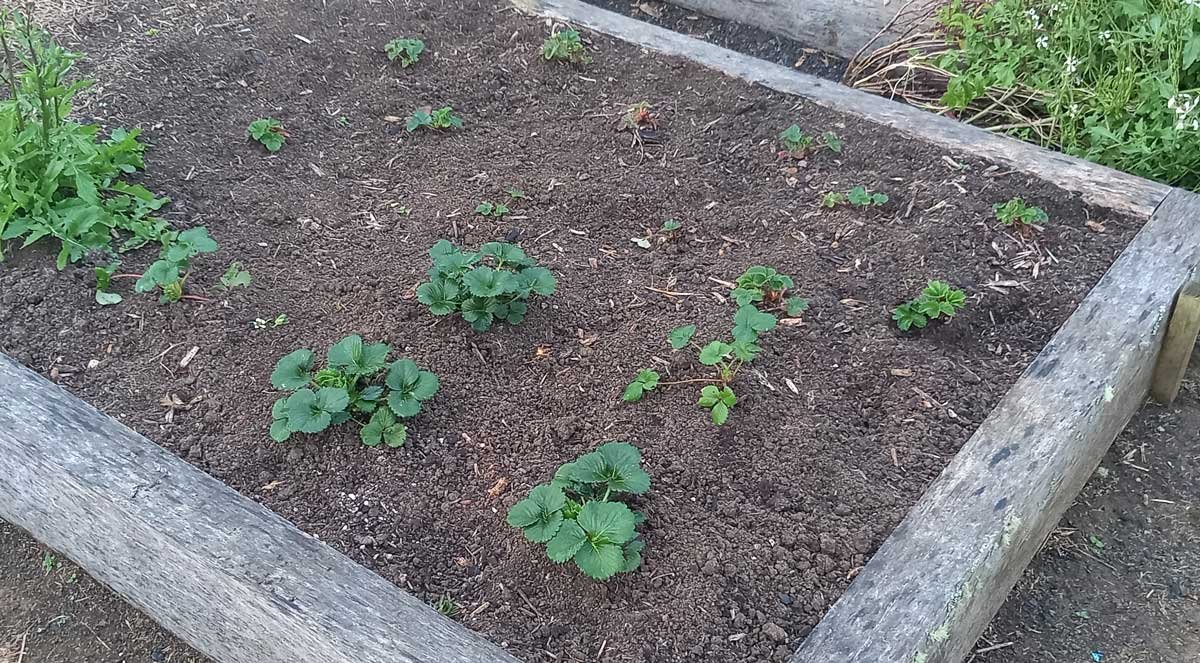 Recently planted strawberries. Monterey closest to camera.