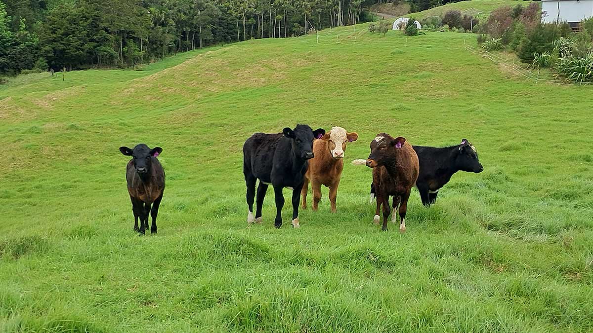 The fourth herd, facing the camera in their paddock