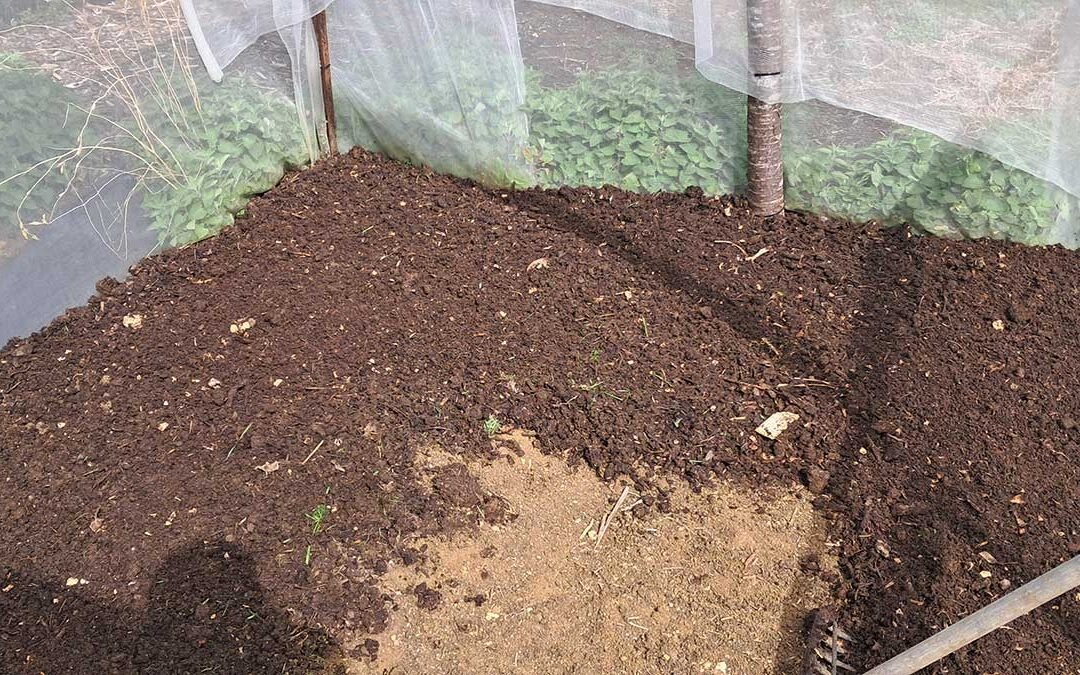 Fresh compost spread on a garden bed.