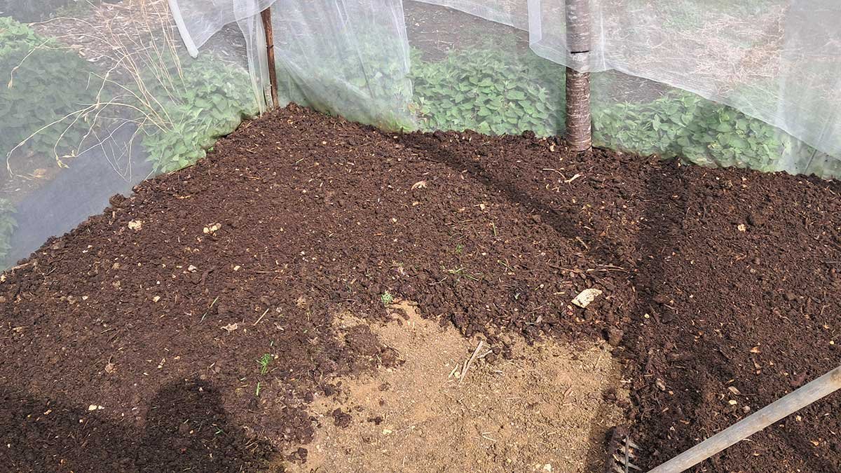 Fresh compost spread on a garden bed.