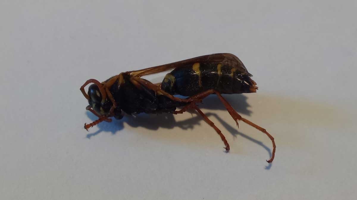 A dead Asian paper wasp, showing the 'dangle' of the legs