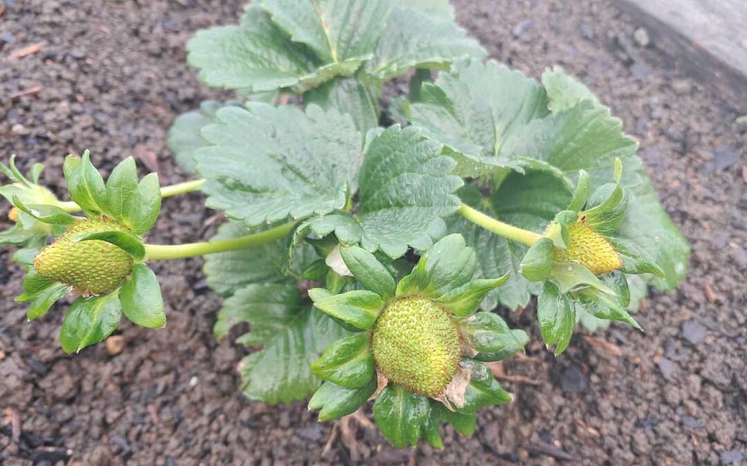 A very promising flush of Monterrey strawberries.