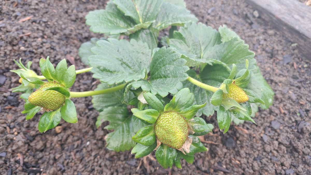 A very promising flush of Monterrey strawberries.