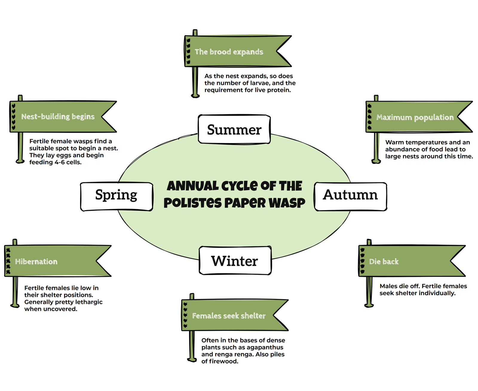 annual cycle of a polistes wasp