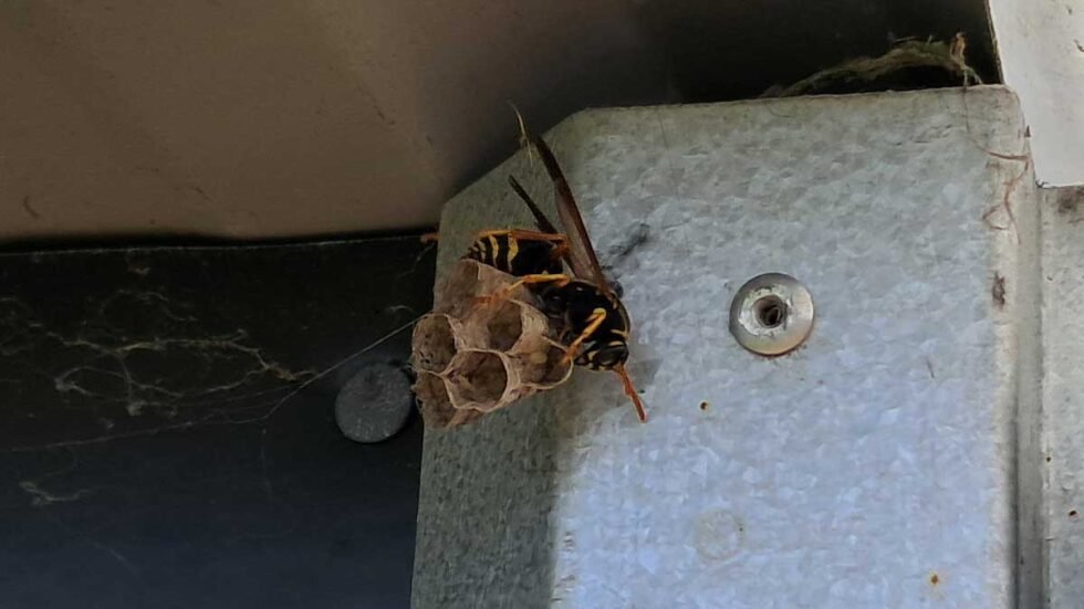 Amazing Predator Queen Wasp Found In Nz For First Time, Nest Removed In Auckland Artwork Concept Amazing Predator Queen Wasp Found In Nz For First Time, Nest Removed In Auckland Artwork Concept