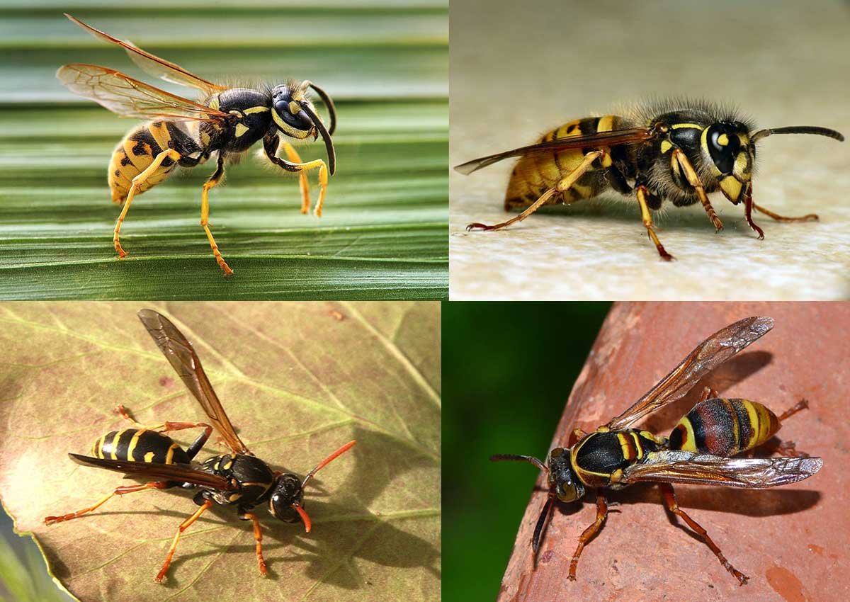 Vespula (top) and Polistes (below) wasps