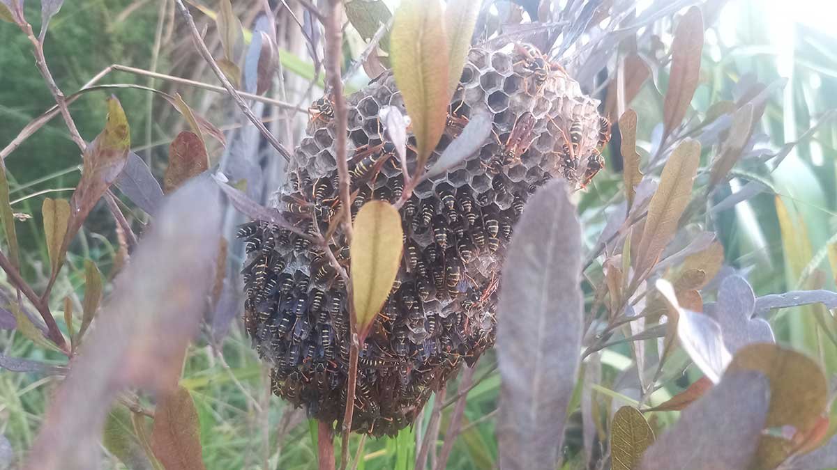 A rather large asian paper wasp next