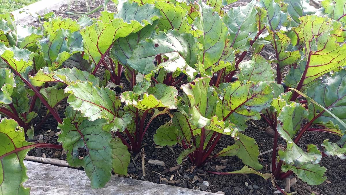 beetroot growing in a raised garden bed.