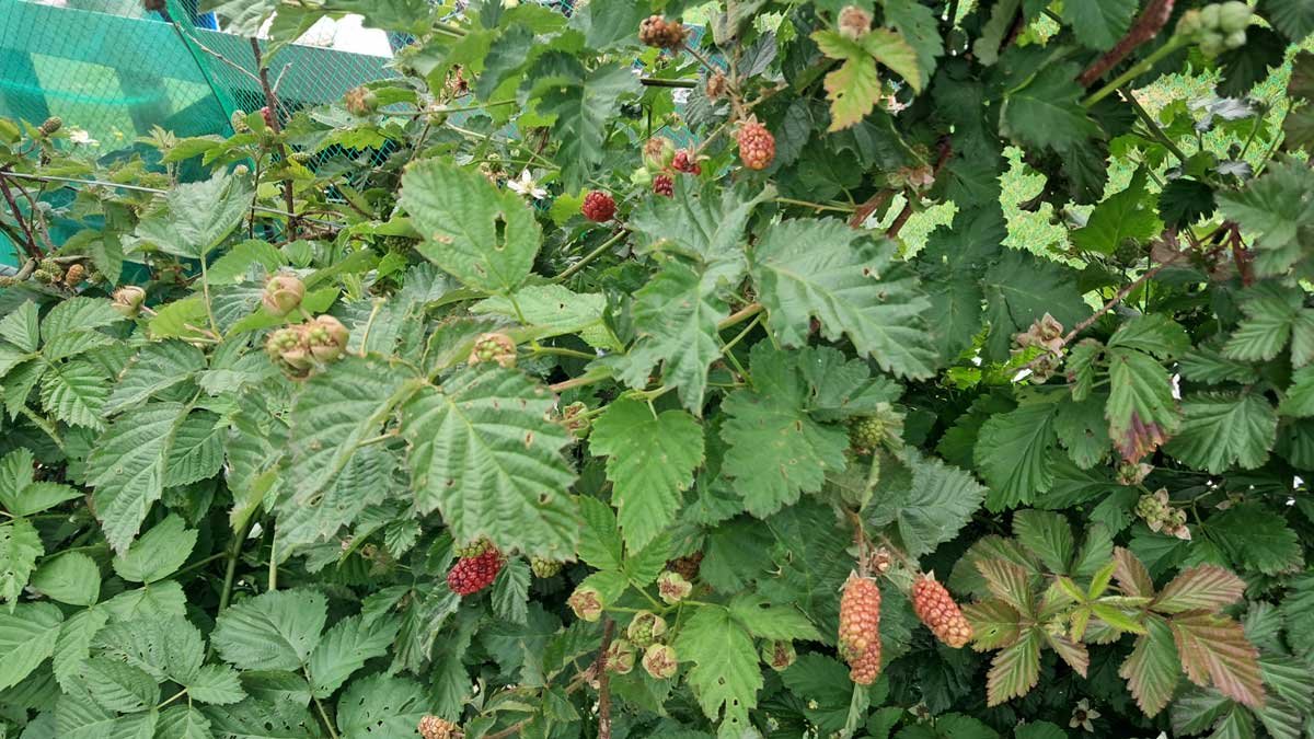 Blackberries and boysenberries ripening in the berryhouse.