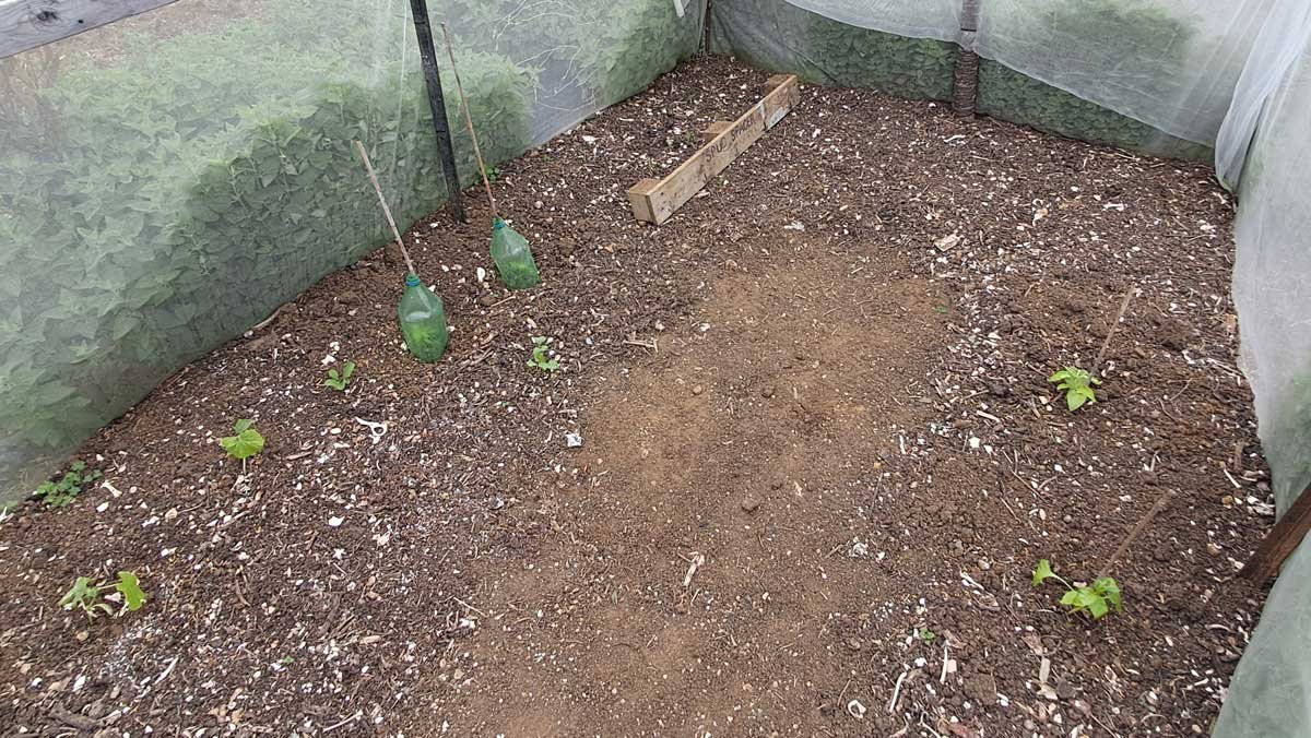 Seedlings in the bugnet house, November 2024