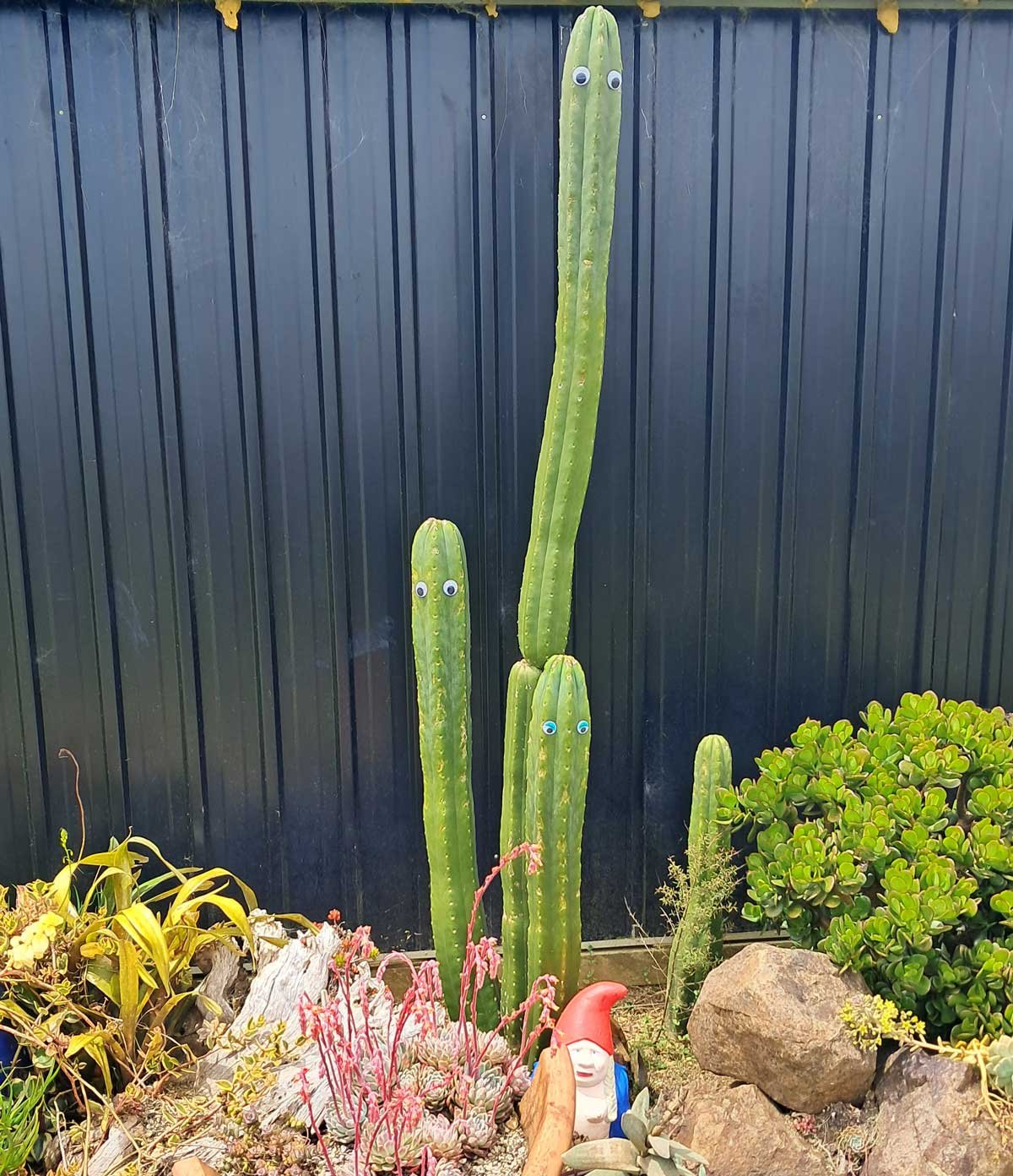 San Pedro cacti with googly eyes.