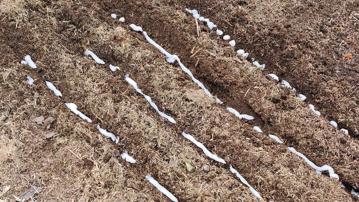 Carrot seed planted in a cornflour gel.