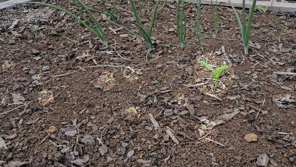 Carrots planted with the board method and direct down. Carrots are highlighted.