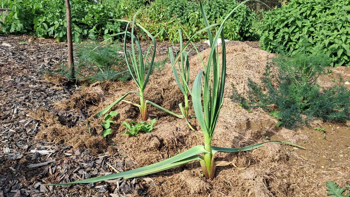 Three beautiful, healthy garlic plants.