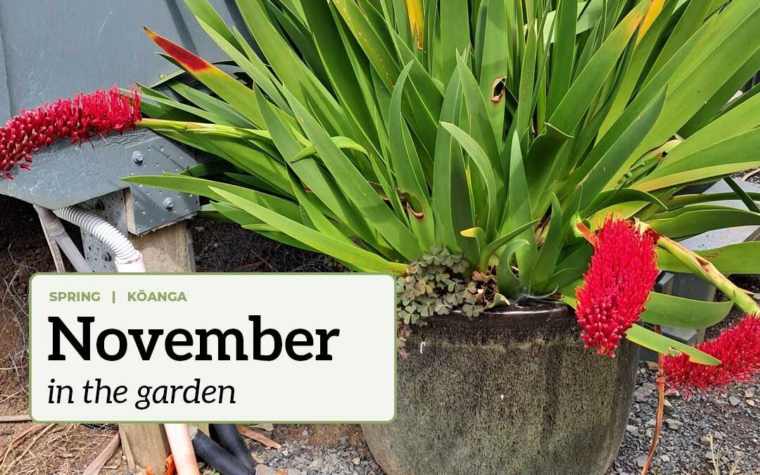 November in the garden