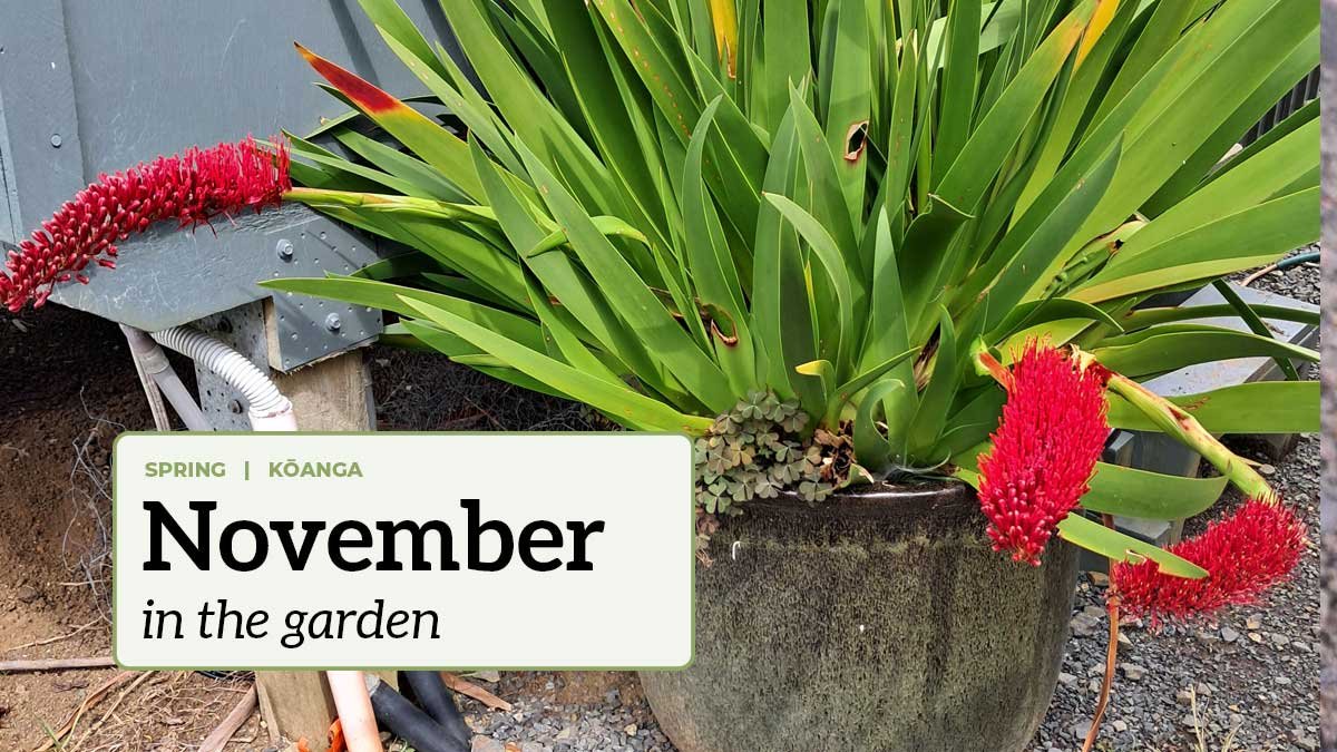 November in the garden A flowering Xeronema callistemon with the text "November in the garden".