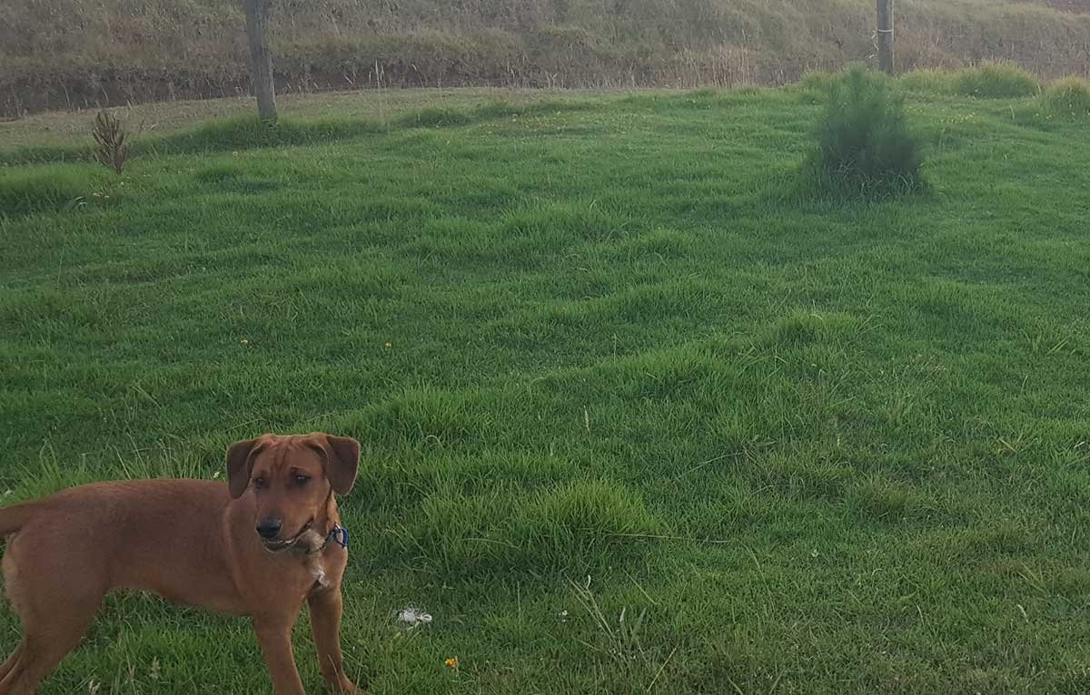 The pinenut tree in January 2021 with our dog Roxy in the foreground.