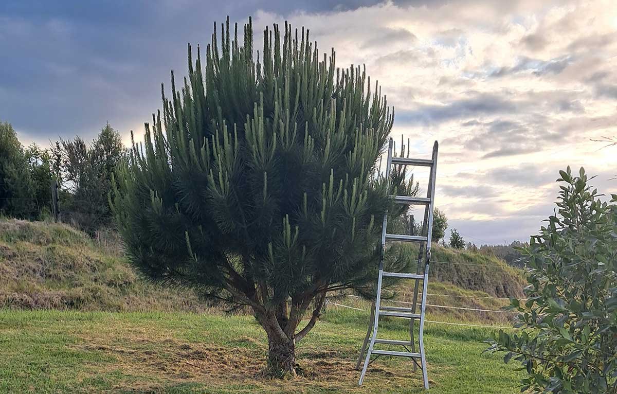 The pinenut tree in November 2024 with a ladder beside it.