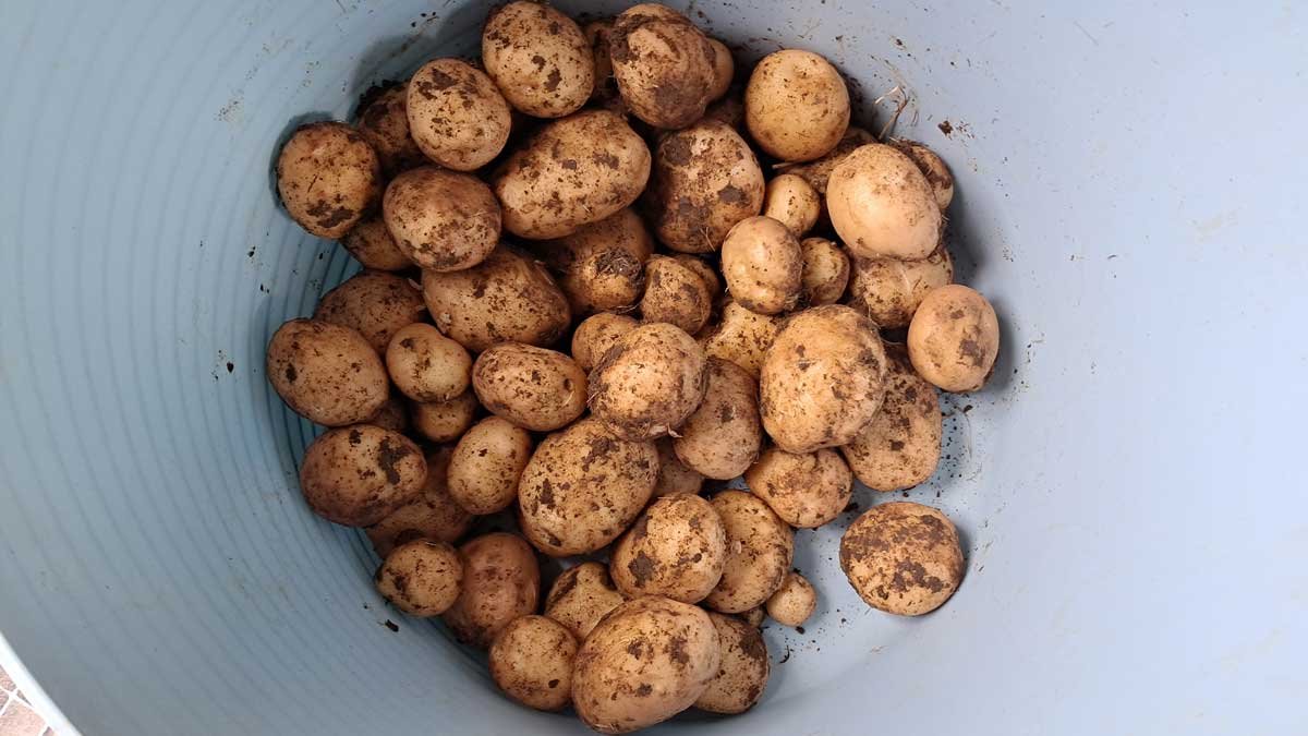 The pile of potatoes Richard harvested.