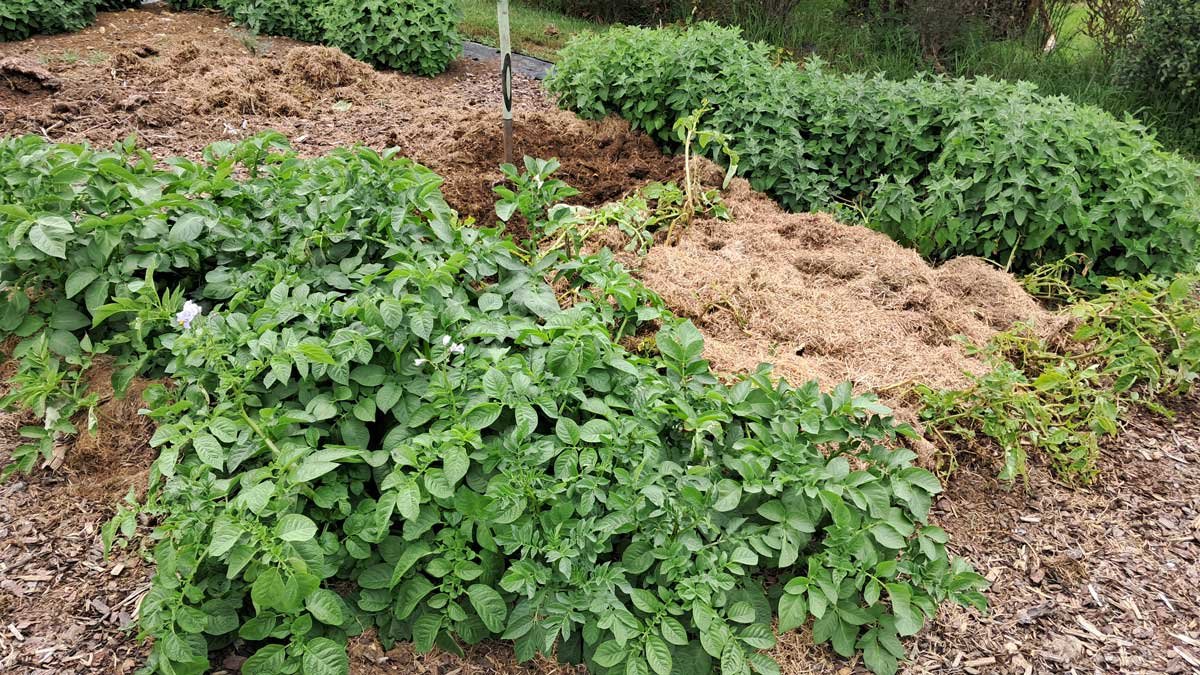 2024 early potato beds after Richard's harvest.