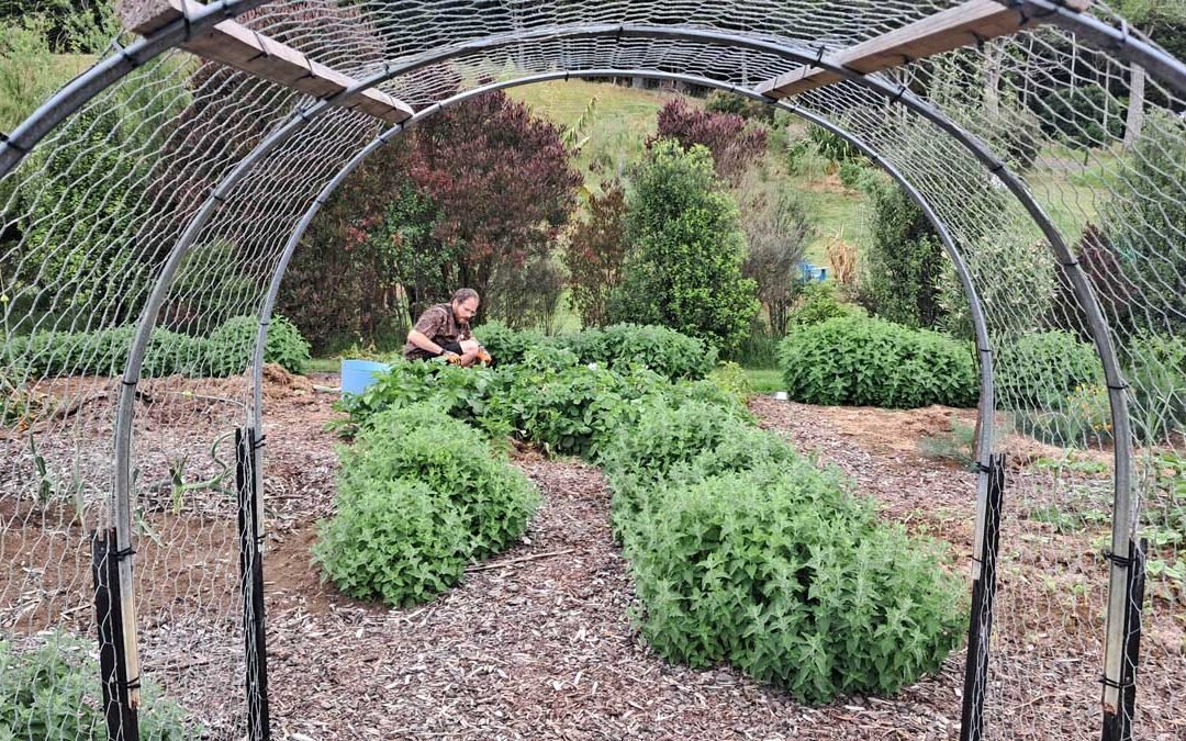 Looking through the garden arch at Richard harvesting potatoes