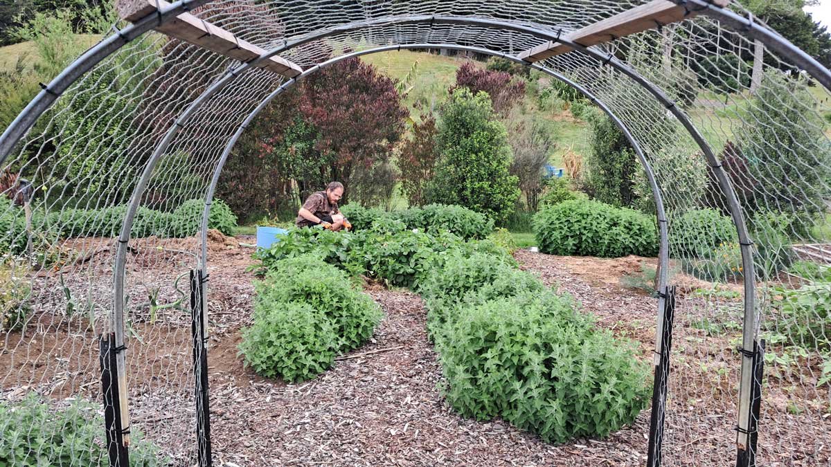 Looking through the garden arch at Richard harvesting potatoes