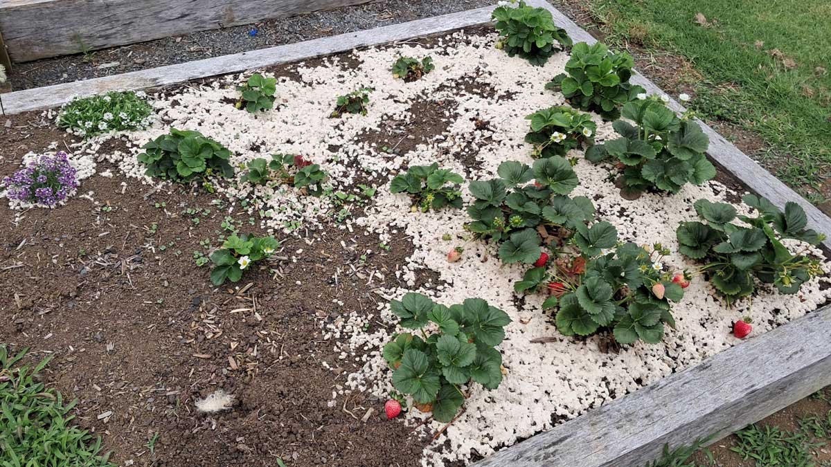 Strawberry bed, November 2024