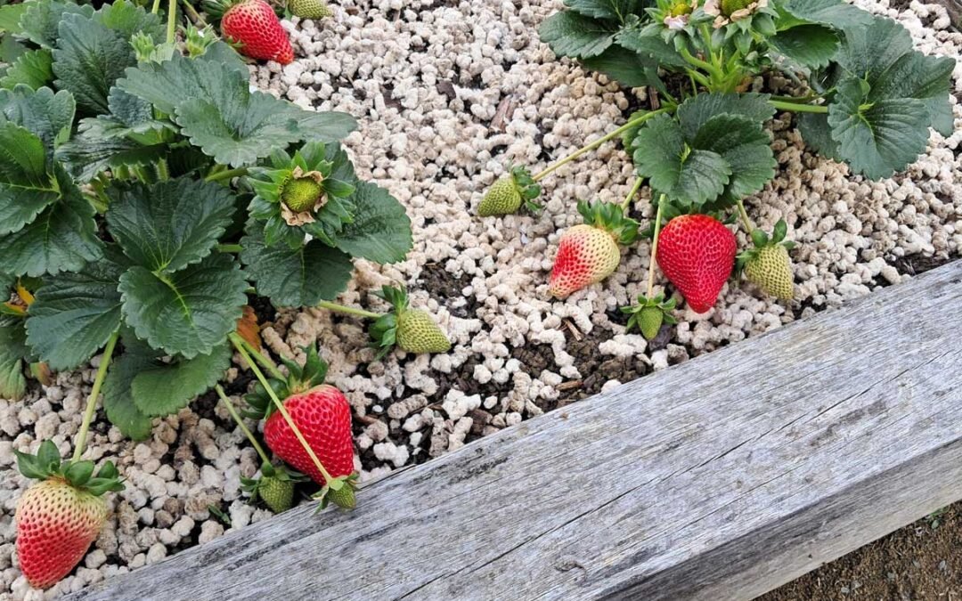 Strawberries ripening on top of pelletised wool mulch