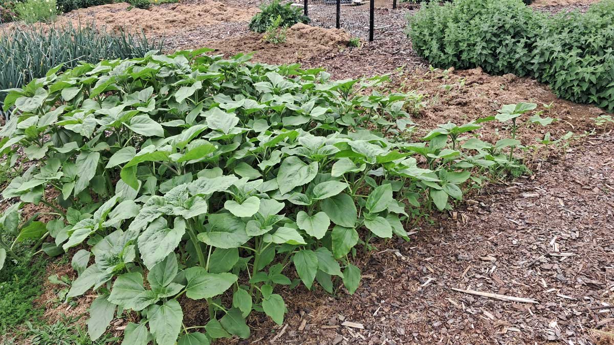 Sunflower bed. The flowers at the lower end of the bed are taller and more numerous than those at the top.