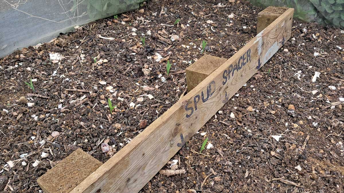 Sweetcorn beginning to germinate in the bugnet house