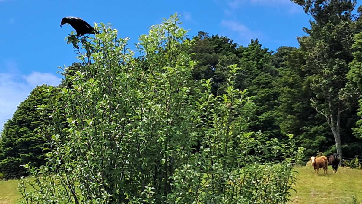 A tui sits in the tips of a tree on a sunny day with cows in the background