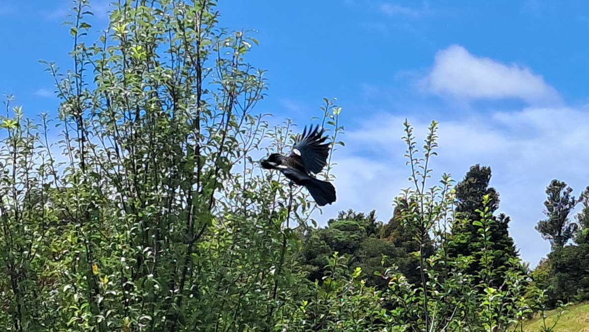 A tui in flight between trees