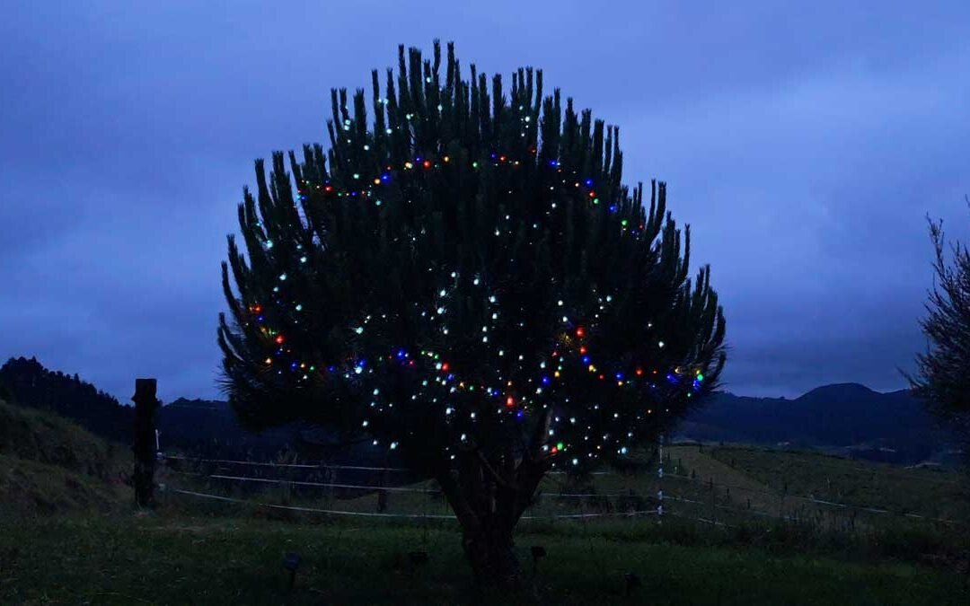 Our pine nut tree at dusk, decorated in fairy lights.