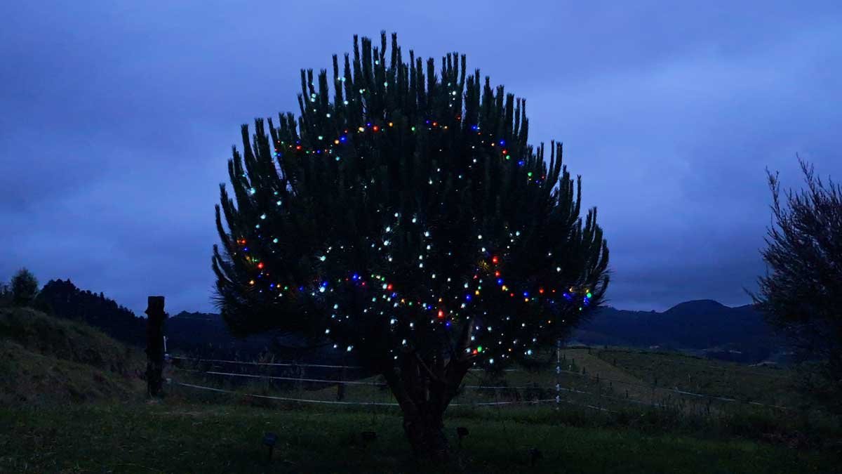 Our pine nut tree at dusk, decorated in fairy lights.