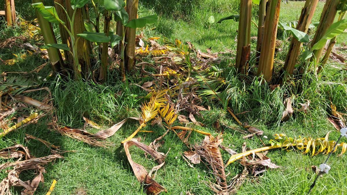 Chopped leaves dropped at the base of the banana clumps