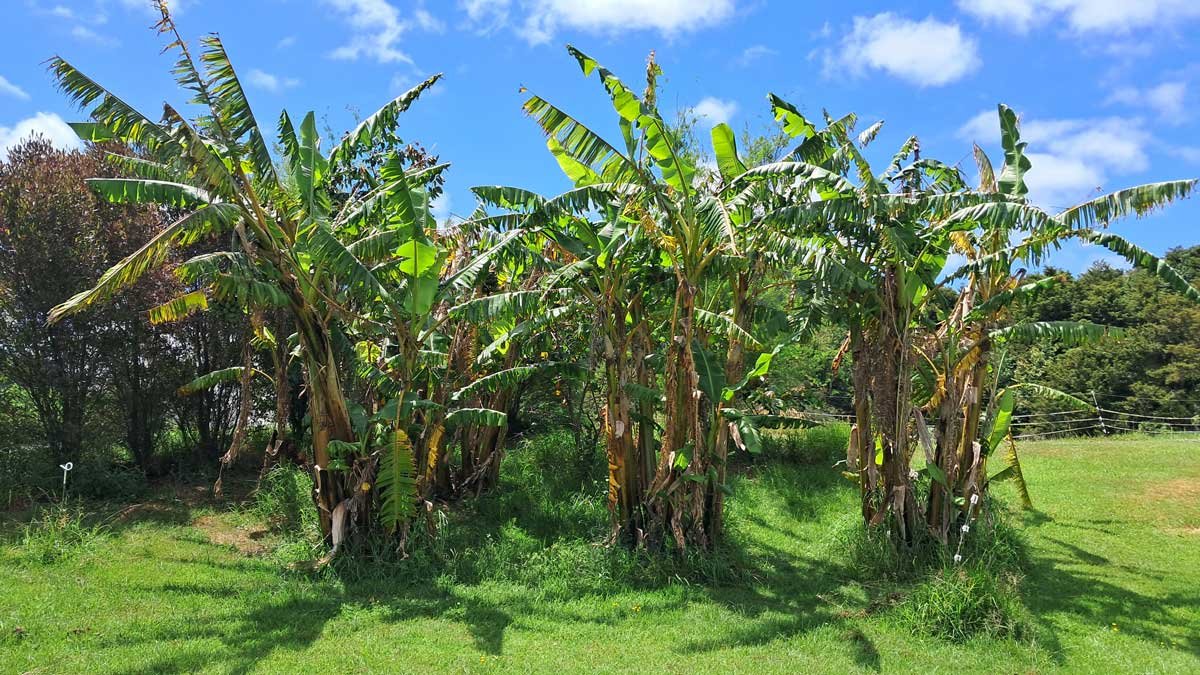 Banana patch before tidying it up this week.