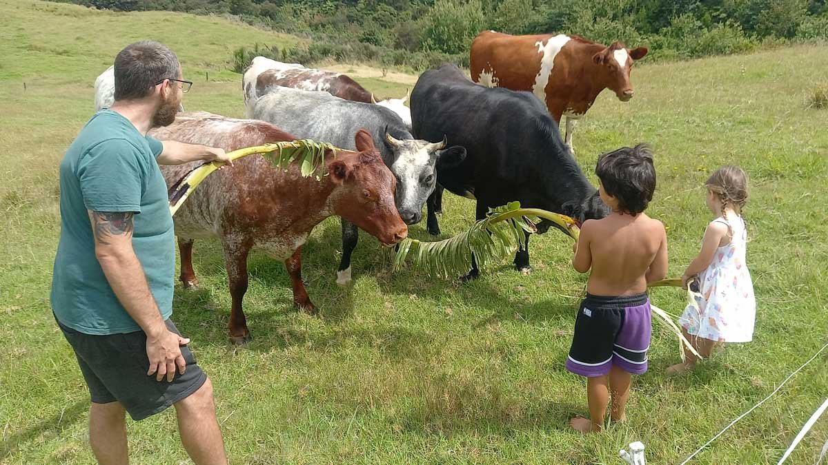 Richard and some children feeding cows banana leaves.