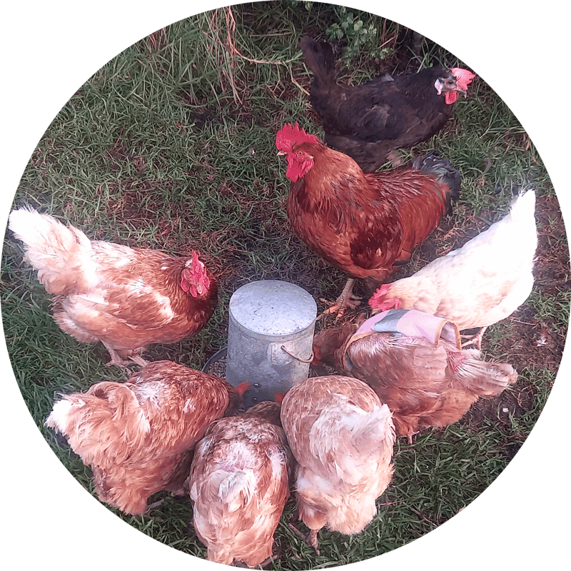 Our rooster Tommy with some of his girls