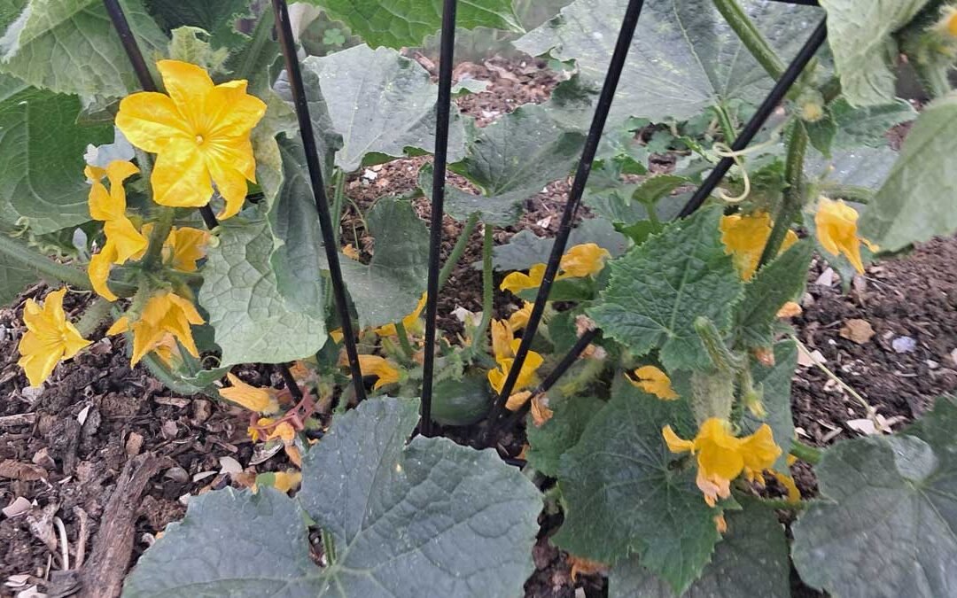 A cucumber plant dripping with flowers