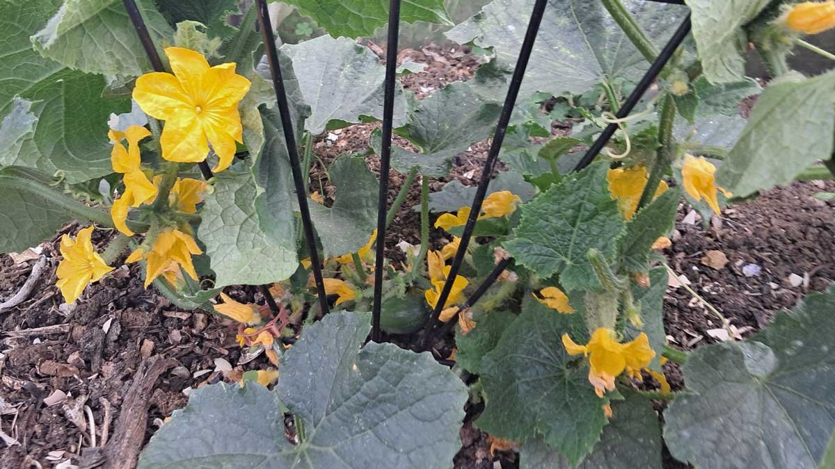A cucumber plant dripping with flowers