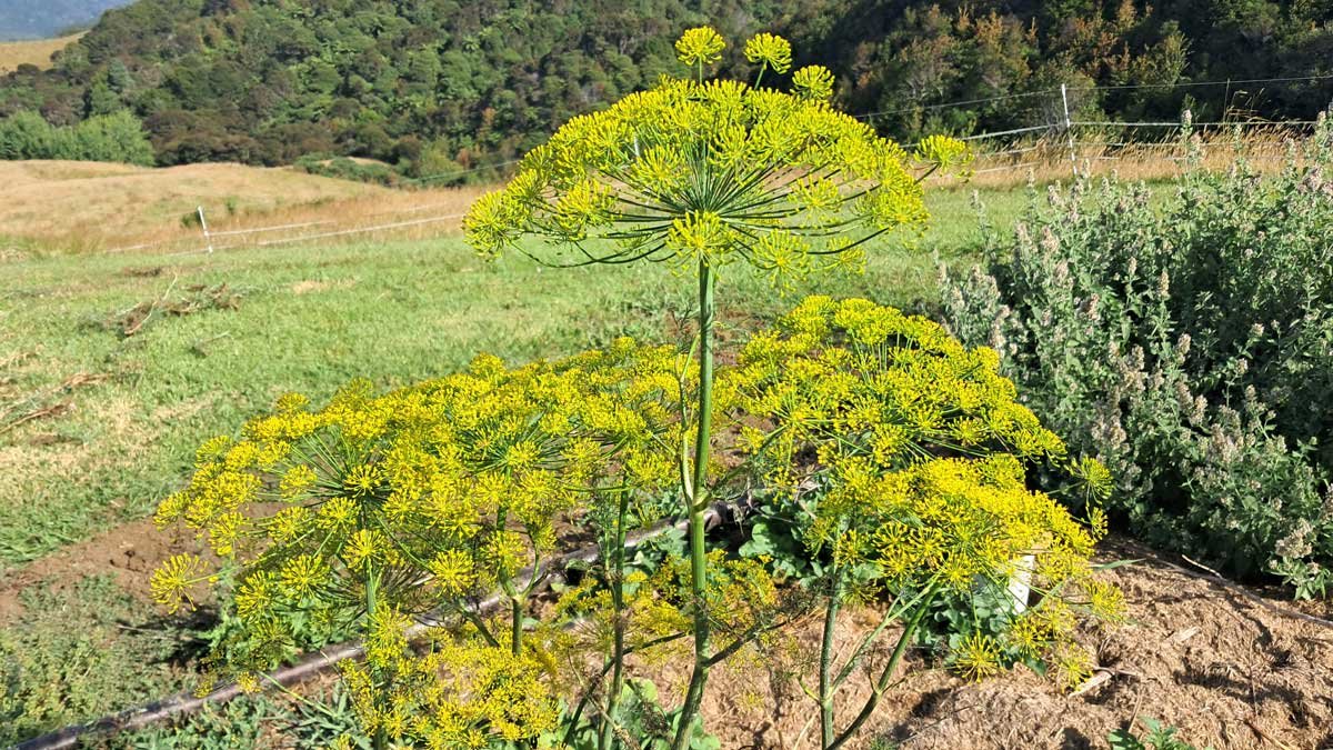 Dill flowers