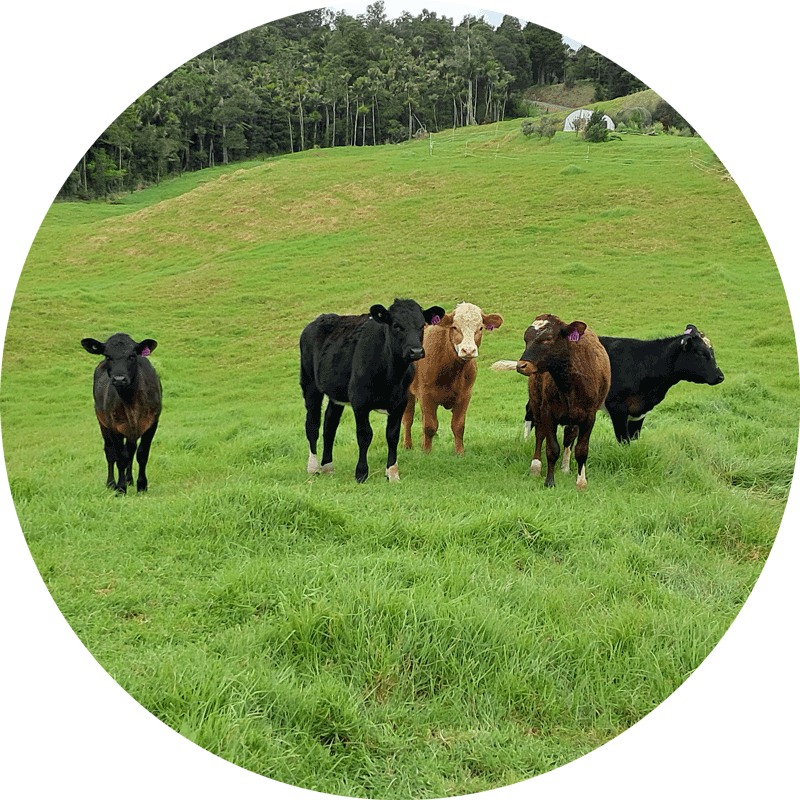 Five cows looking at the camera on a very green paddock.