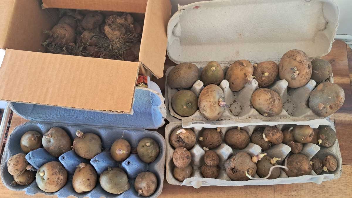 A box and three egg cartons containing old, inedible potatoes.