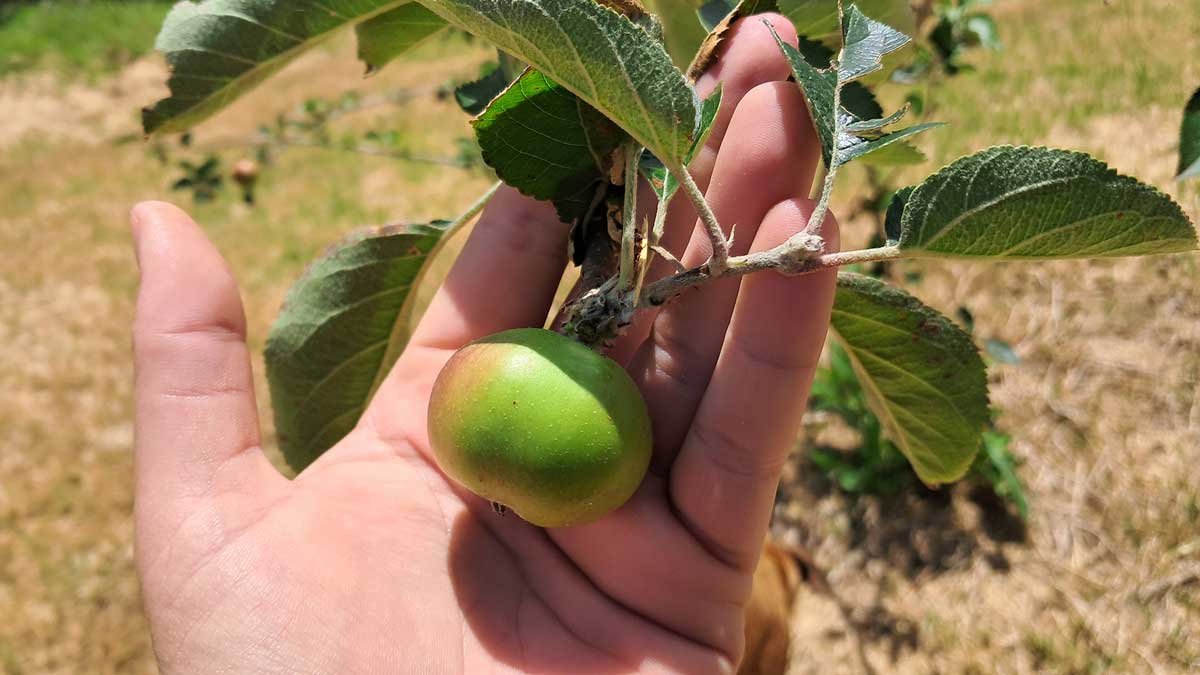 Cluster reduced to just one apple