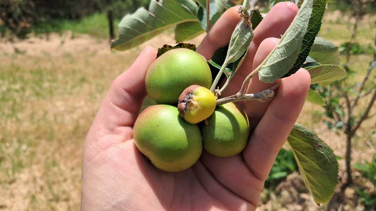 A cluster of 4 apples, including one diseased one